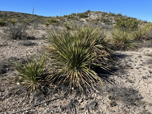 Dasylirion texanum