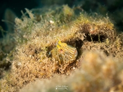 Parablennius intermedius