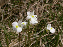 Pinguicula alpina