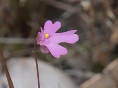 Utricularia multifida