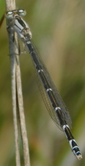 Enallagma risi