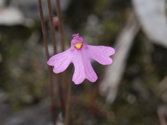 Utricularia multifida