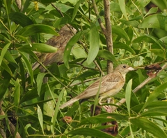 Emberiza melanocephala