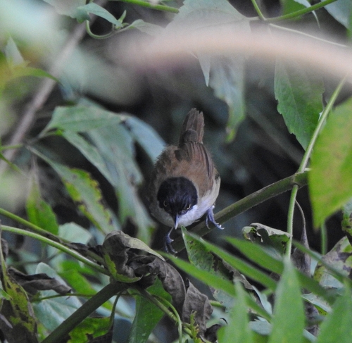 Dark-fronted Babbler (Dumetia atriceps), photo 3