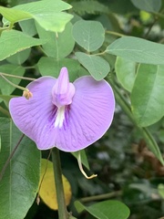 Centrosema virginianum