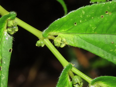 Elatostema platyphyllum