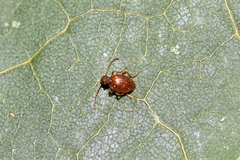 Ptinus pilosus