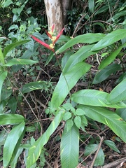 Heliconia psittacorum