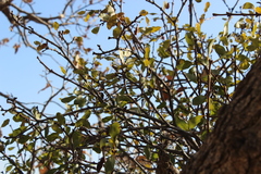 Loranthus europaeus