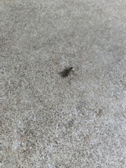 Chlorophorus annularis