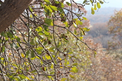 Loranthus europaeus