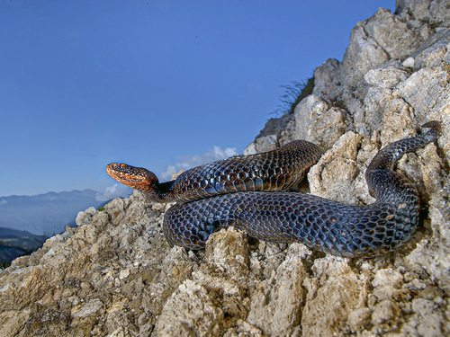 Adder, photo 3 of 10