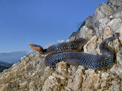 Vipera berus marasso