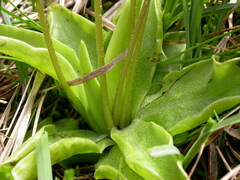 Pinguicula alpina