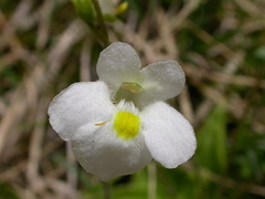 Pinguicula alpina