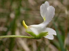 Pinguicula alpina
