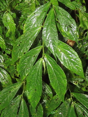 Elatostema platyphyllum