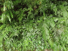Elatostema platyphyllum