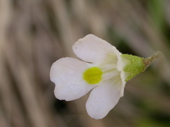 Pinguicula alpina