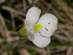 Pinguicula alpina