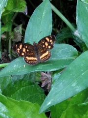 Anthanassa drusilla