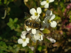 Eristalis similis