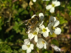 Eristalis similis