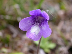 Pinguicula leptoceras