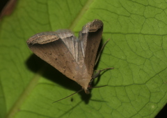 Simplicia mistacalis