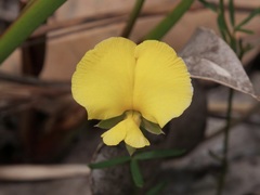 Gompholobium polymorphum
