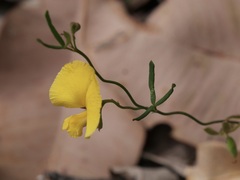 Gompholobium polymorphum