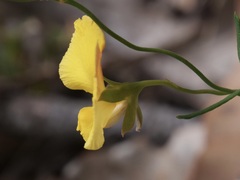 Gompholobium polymorphum