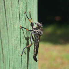 Cerdistus