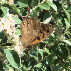 Heteronympha merope