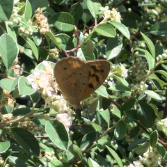 Heteronympha merope