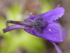 Pinguicula leptoceras