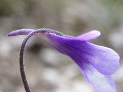 Pinguicula leptoceras