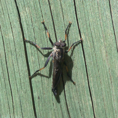 Cerdistus