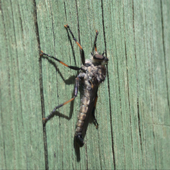 Cerdistus