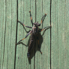 Cerdistus