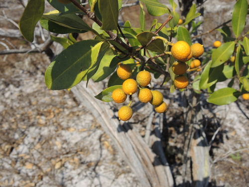 Alyxia spicata