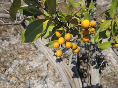 Alyxia spicata