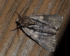 Acronicta strigosa