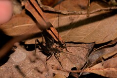Australotettix
