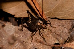 Australotettix