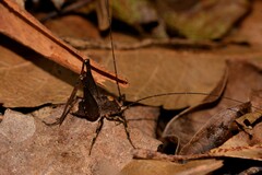 Australotettix