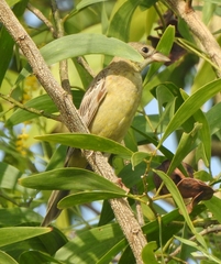 Emberiza melanocephala