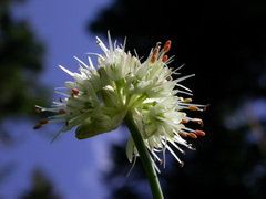 Allium ericetorum