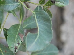 Paracletus cimiciformis