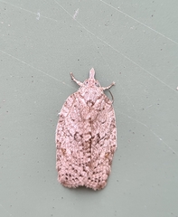 Isotenes miserana